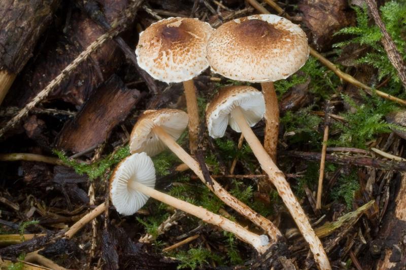 Lepiota ignipes